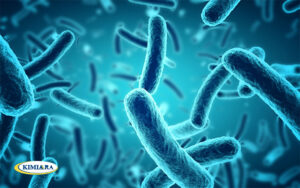 بیماری های باکتریایی