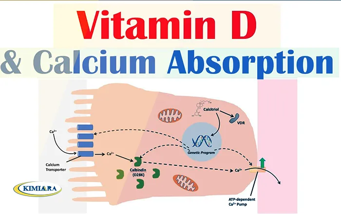 اثرات ویتامین D3 بر سلامت استخوان و جلوگیری از کاهش استخوان 4 اثرات ویتامین D3 بر سلامت استخوان و جلوگیری از کاهش استخوان