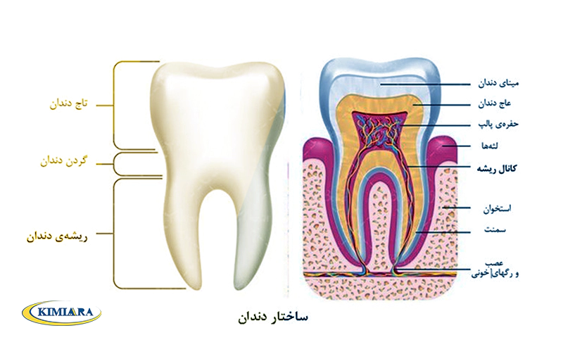 برای استحکام دندان چه کنیم؟ 1 استحکام دندان