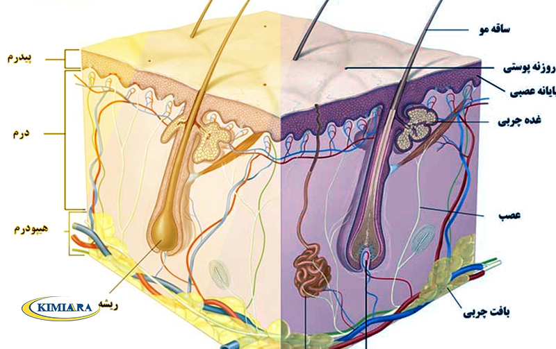 آیا مکملهای غذایی بر رشد و تقویت مو تاثیر میگذارند؟ 2 تاثیر مکملهای غذایی بر رشد مو