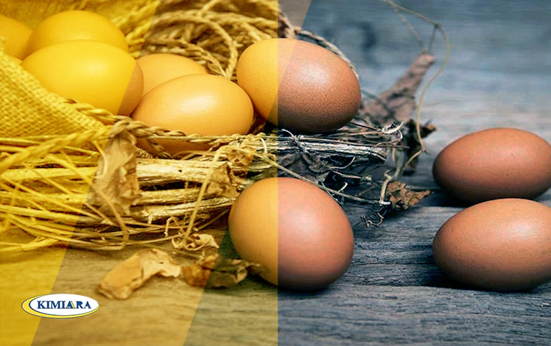 چه چیزهایی آلرژی زا هستند؟ 3 آلرژی زا